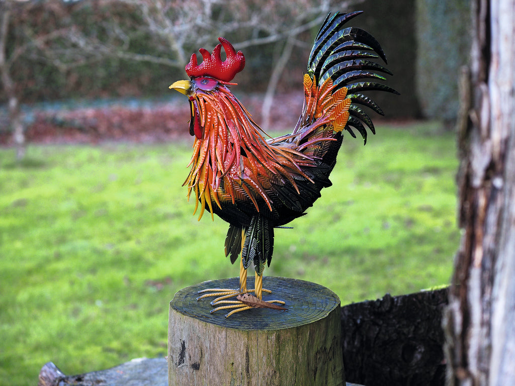 Coq Fridolin