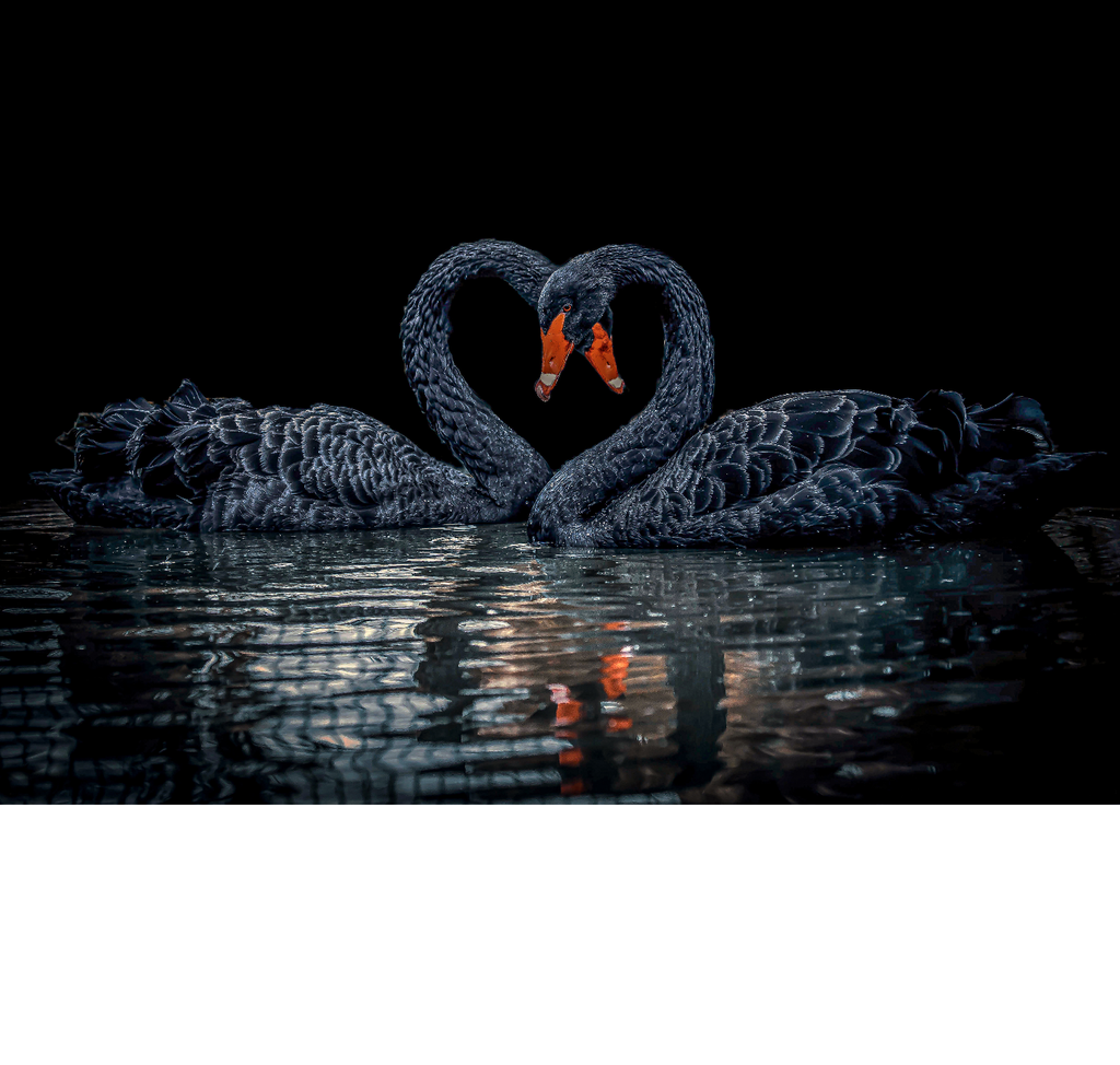 Cygnes amoureux - Ren Spautz